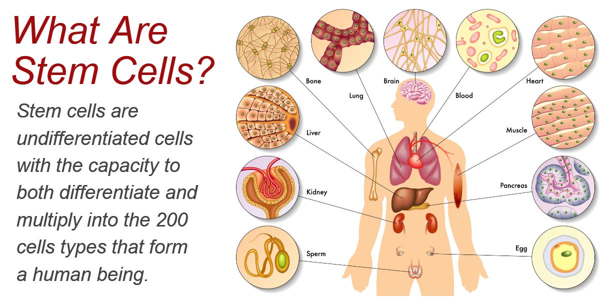 Stem Cell Therapy Denver