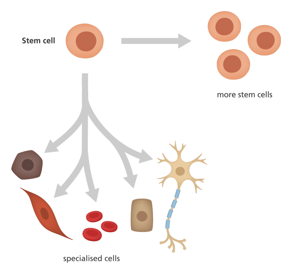 how-do-stem-cells-work-stemcures